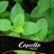 Peppermint (Перечная Мята) - Capella, 5 мл