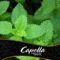 Peppermint (Перечная Мята) - Capella, 5 мл